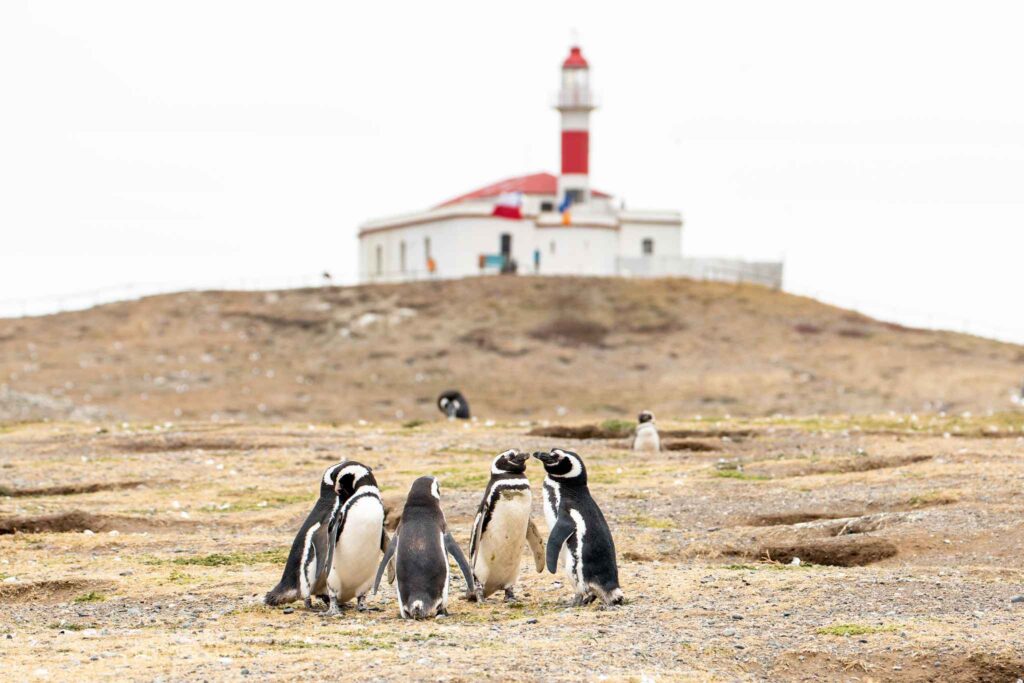 Magellanic Penguins