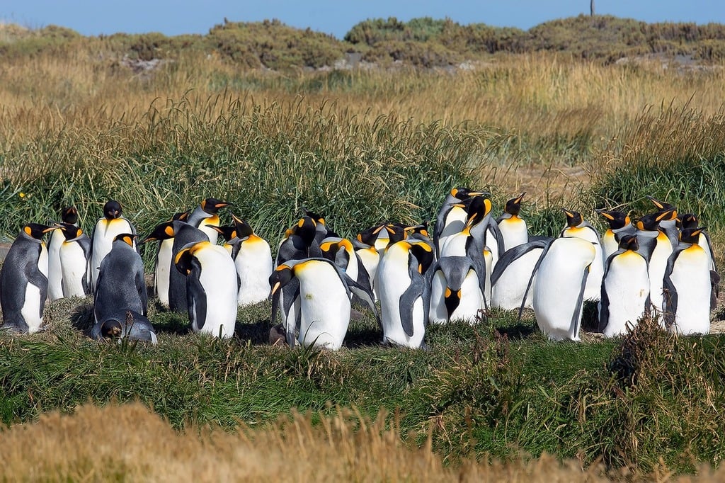 Ultimate Guide to Seeing Penguins in Punta Arenas