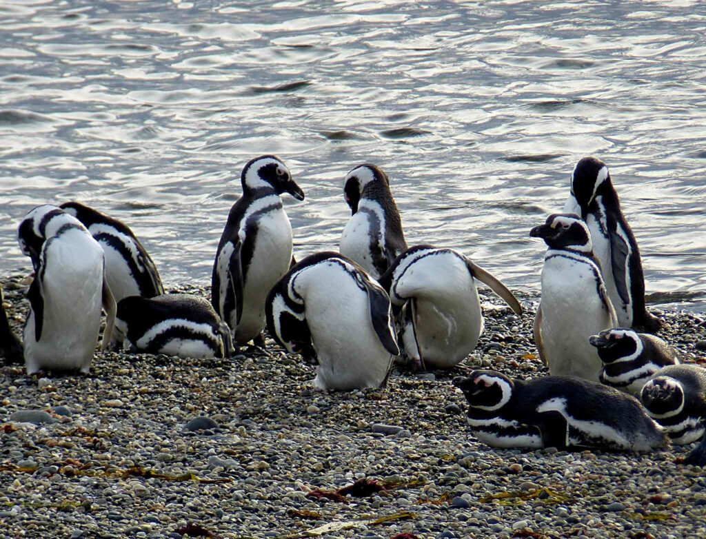 Seno Otway Penguin Colony