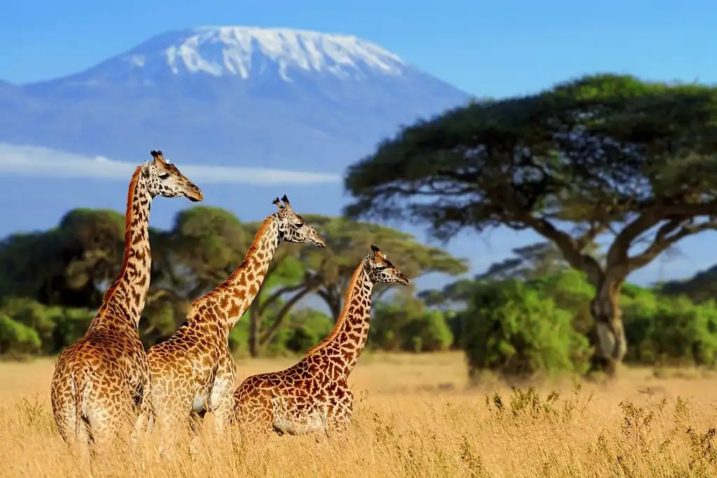4 Unmissable Safari Experiences on a Budget