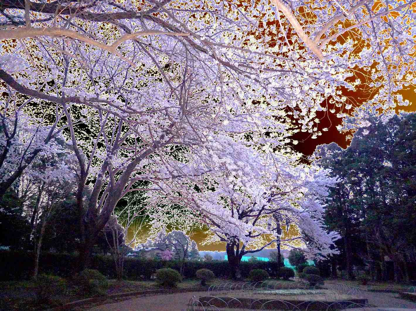 Cherry Blossoms Japan