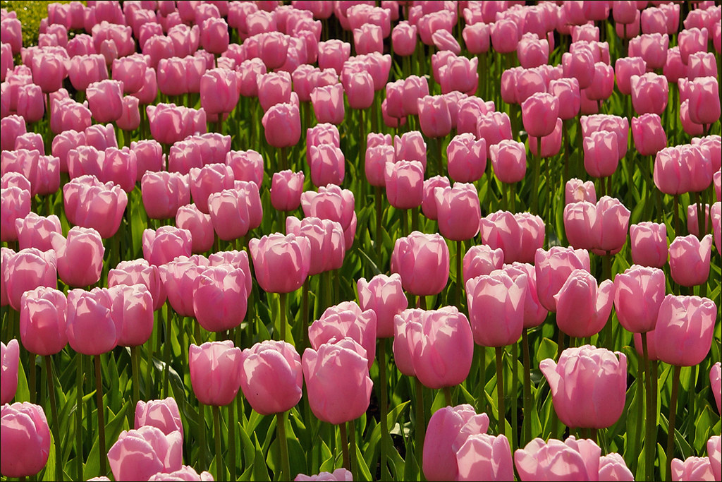 Netherlands Tulip Fields in Bloom