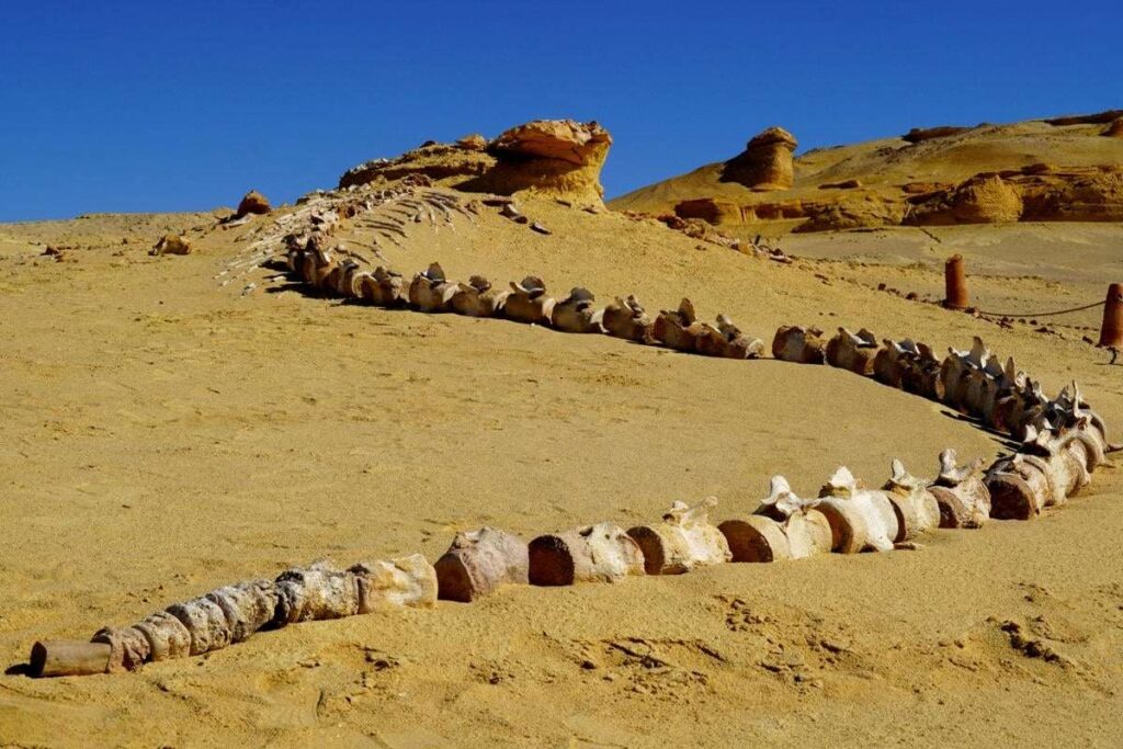 Tour Egypt’s Valley of the Whales for a Window onto the History of Evolution