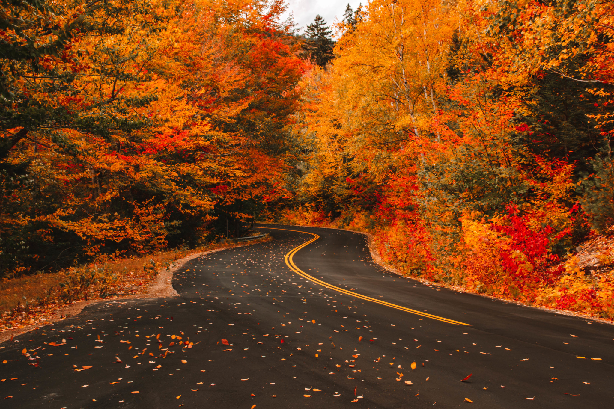 Fall Foliage 2025