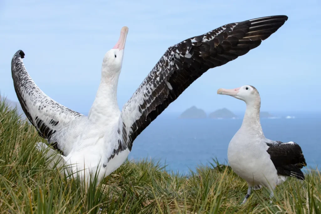 Albatross: The Legendary Seabird