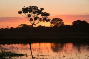 Brazil's Pantanal Safari