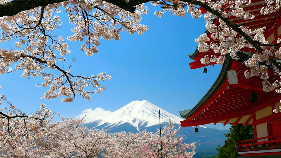 Fujiyoshida Cancels 2026 Cherry Blossom Festival Due to Overtourism Crisis
